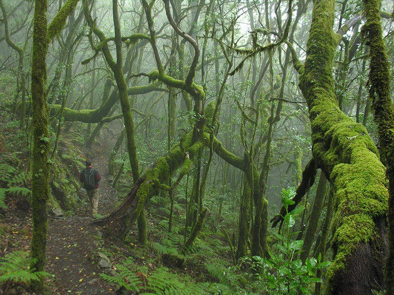 View of the laurel forest of Garajonay, in the Canary Islands.